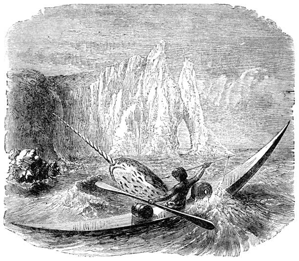 Inuit Man Hunting a Narwhal - 19th Century Inuit man in northern Canada hunting a narwhal. Vintage etching circa late 19th century. whaling stock illustrations