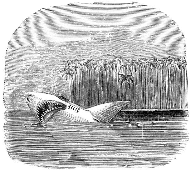 Great White Shark - 19th Century Great white shark. Vintage etching circa late 19th century. great white shark stock illustrations