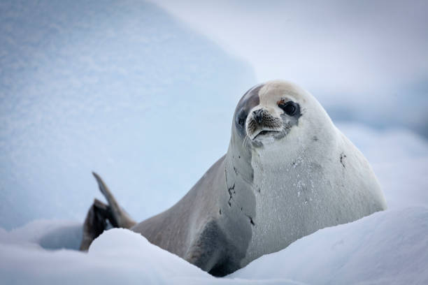 istock Weddel Seal in Antarctica 1219208406