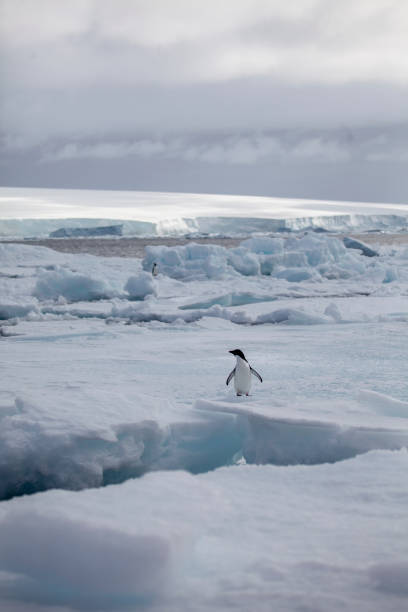 istock Gentoo Penguins in Antarctica 1219209744