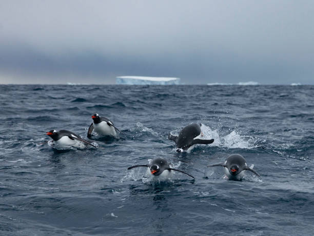 pinguins gentoo na antártida - flightless bird water bird gentoo penguin penguin - fotografias e filmes do acervo