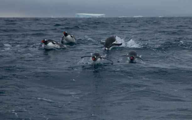 istock Gentoo Penguins in Antarctica 1219209757