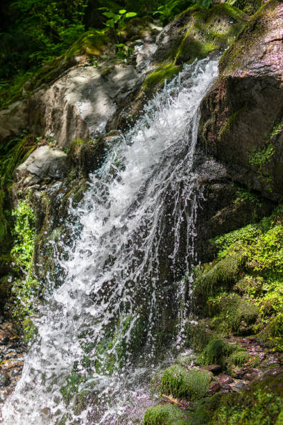istock Creek in green forest with waterfall 1219209779