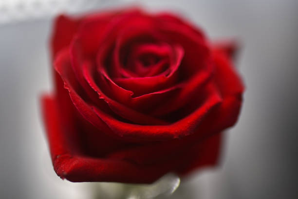 istock Red rose on a grey background, close up. Blank for postcard red rose on a grey background. Greeting card red rose. 1219209814