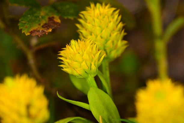 Milkwort (Polygala, aka Candyroot) with clusters of tiny yellow flowers. Photo taken at Mill Creek Preserve in Alachua county, Florida. Nikon D750 with Nikon 105mm macro lens and SB21 flash.