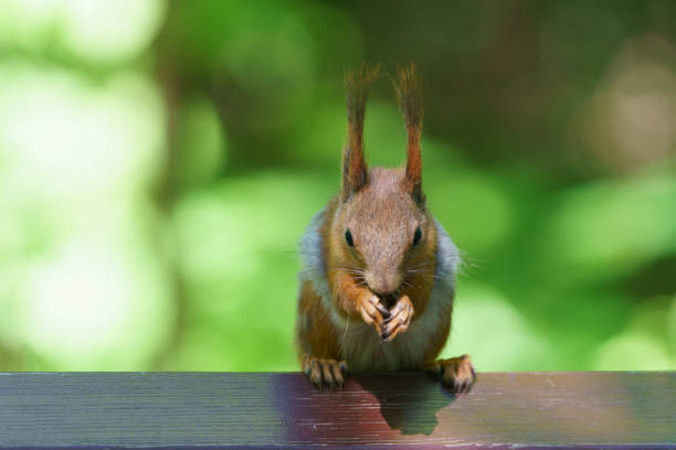 istock Feeding of the wild molting squirrel 1219210375