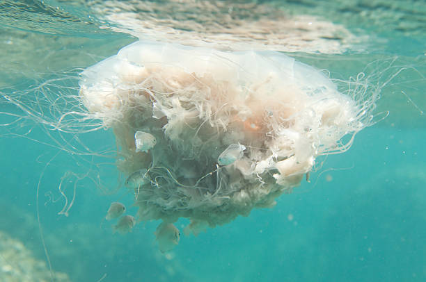 istock jellyfish under water in sea 121921098