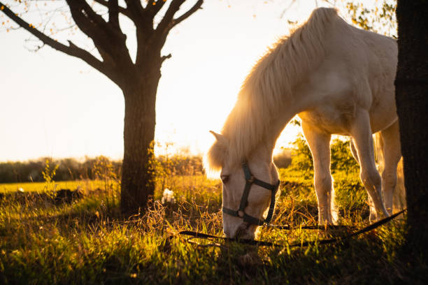 istock White horse in the field at sunset. 1219211104