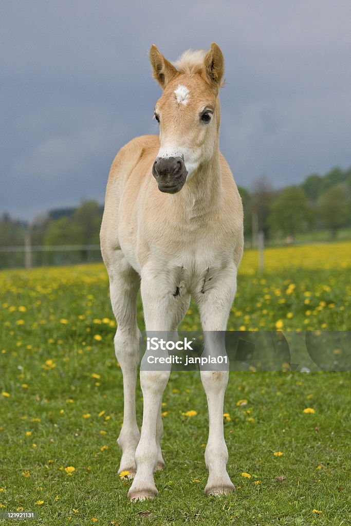 ニースのポートレート haflinger pony 子馬 - 子馬のロイヤリティフリーストックフォト