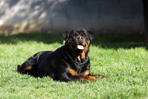 istock Rottweiler purebred dog laying on the grass 1219211325