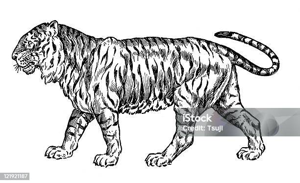 Tigre - Immagini vettoriali stock e altre immagini di Tigre - Tigre, Line Art, In fila