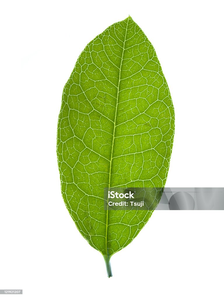 Green Leaf  Color Image Stock Photo