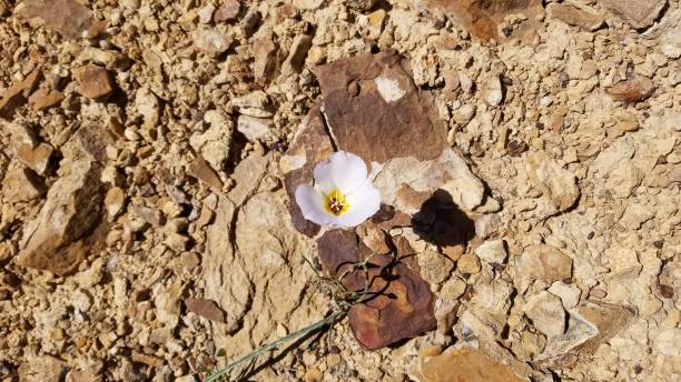 istock Desert Sego Lillies 1219213269