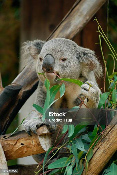 Koala Stockfoto und mehr Bilder von Abschied - Abschied, Australien, Australische Kultur