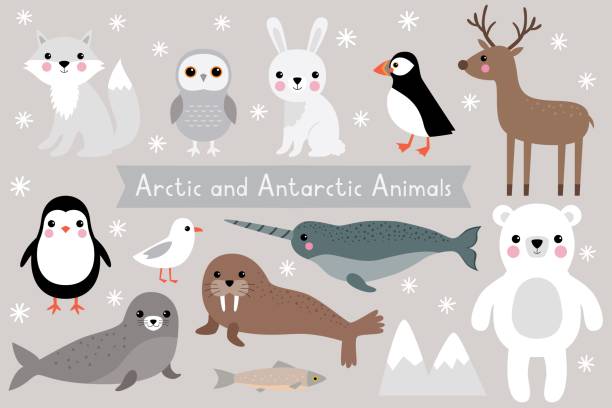 Arctic and Antarctic animals, vector set Arctic and Antarctic animals, vector set unicorn fish stock illustrations