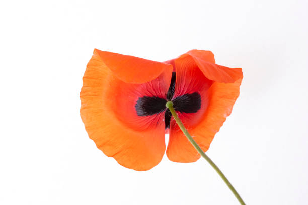 istock isolated back view of common poppy 1219214081