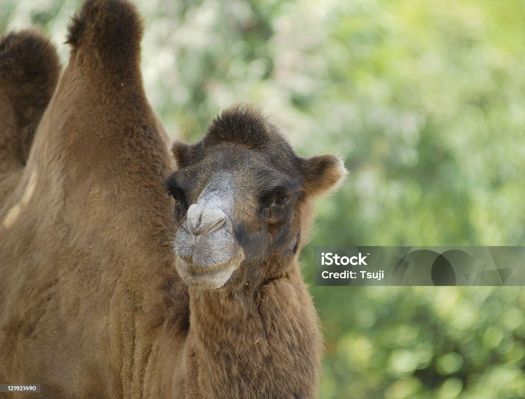 Camello - Foto de stock de Giba libre de derechos