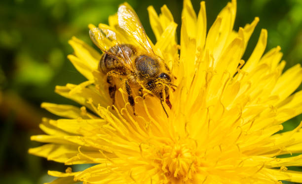 istock Bee on dandelion blossom in springtime 1219215370