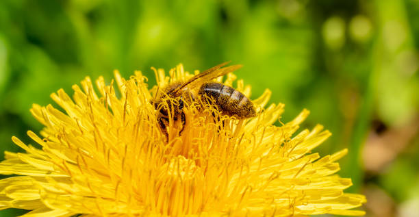 istock Bee on dandelion blossom in springtime 1219215505