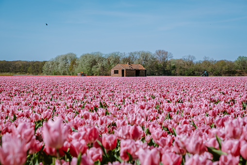 Tulips fields in the Netherlands near Lisse, Bulb region Holland in full bloom during Spring, colorful tulip fields Europe