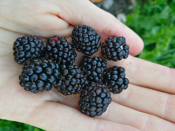 istock tasty ripe rblackberry on  blurry background 1219219643