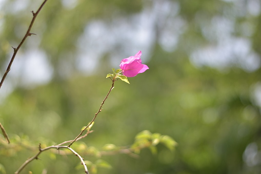 La flor rosa. photo