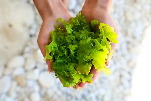 Young woman holding in hands fresh green laminaria seaweeds. Breakfast, lunch, dinner. Raw, vegan, vegetarian healthy food, Japanese cuisine recipes