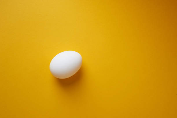 istock One egg on a white background.Minimalism. An idea, the beginning of life 1219220381