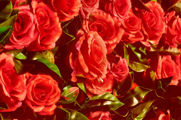 istock Flower wall, lots of roses 1219221849