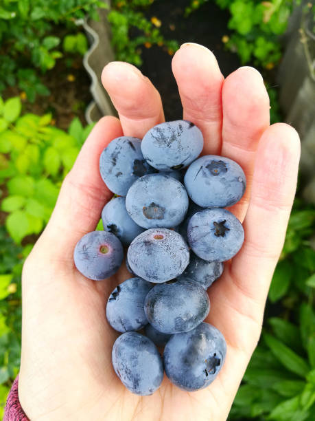 istock large blue ripe garden blueberries on hand 1219221898