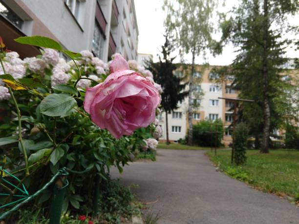 istock Tree rose flower blooming in the nature or garden. 1219221942
