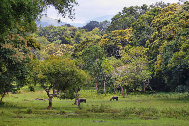 Water buffalos in the forest inside Periyar national park, India This amazing wildlife park is located in Kerala southern state of India. Sprawled over an area of 925 Sq .km., Periyar is one of the 27 tiger reserves in India. periyar wildlife sanctuary stock pictures, royalty-free photos & images