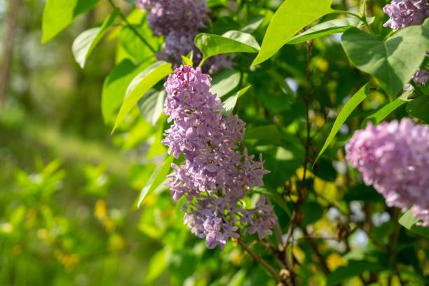 istock Pink or purple lilac flower on the pipe-tree during spring. 1219223099