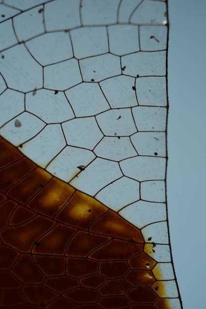 istock Extreme macro of clear and brown translucent membranes on dragonfly wing 1219224714
