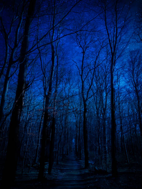 istock Night sky with multiple stars shining through the treetops of tall beech trees 1219224931