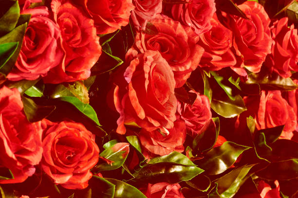 istock Flower wall, lots of roses 1219224996