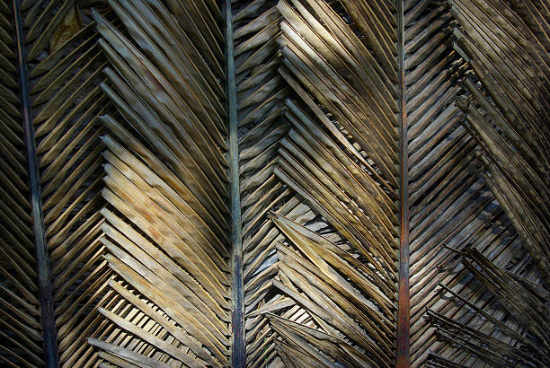 istock dried coconut palm leaves background 121922578