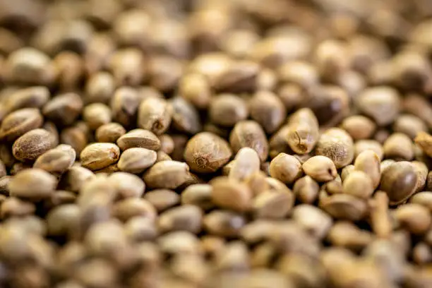 closeup background of organic dried hemp seeds with a selective focus