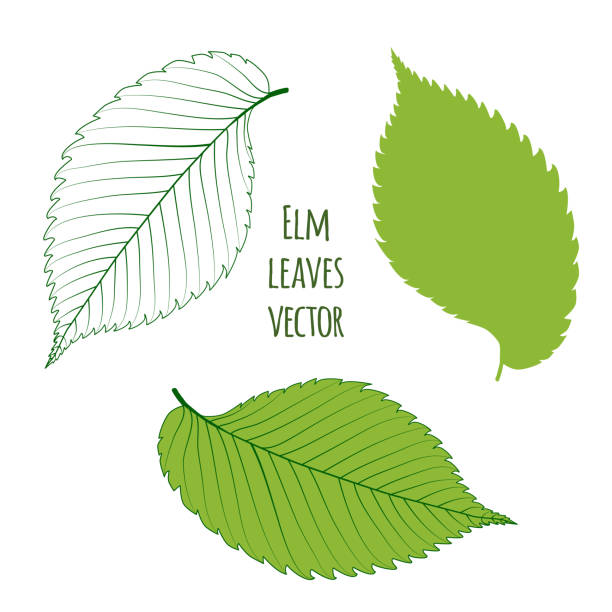 ilustraciones, imágenes clip art, dibujos animados e iconos de stock de hojas de elmo verde aisladas - elm leaves
