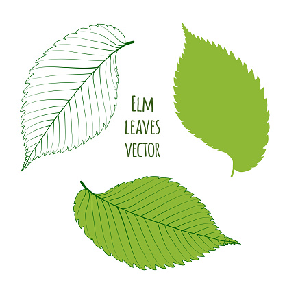 Green Elm Leaves Isolated Stock Illustration - Download Image Now - Elm  Tree, Leaf, Vector - iStock