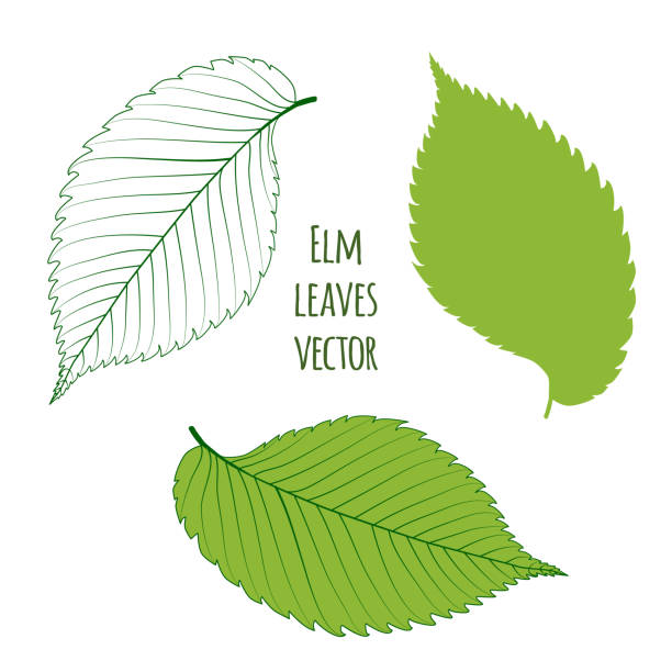 Green elm leaves isolated Green elm leaves isolated on white background. Vector illustration elm tree stock illustrations