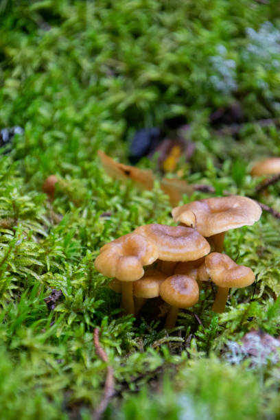 istock Wild mushrooms in the Swedish forest 1219226601