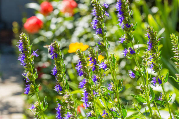 istock Blue hyssop flowers on a flowerbed in a backlight 1219227288
