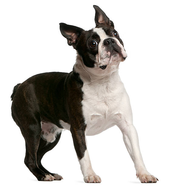 istock Boston Terrier, one year old, standing, white background. 121922776