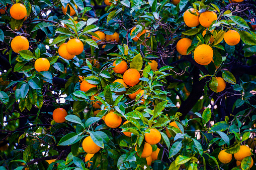 Close-up of an orange tree full of fruits. Fresh oranges on plant, orange tree in Greece, tangerine on plant in the garden.