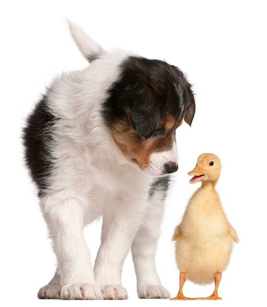 istock Border collie puppy and duckling on white background 121922839
