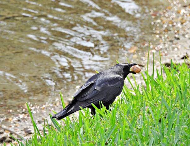 Fish Crow (Corvus ossifragus) carrying an egg Fish Crow - profile fish crow stock pictures, royalty-free photos & images