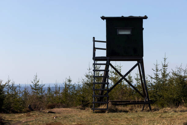 istock a hunters perch in the spring woods 1219229965