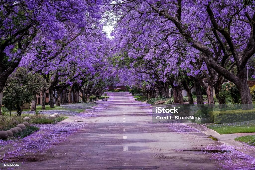Jacaranda Tree in full bloom a Purple covered street of Jacarandas in full bloom. The trees are covered in the purple petals and some of them have fallen in the road. Jacaranda mimosifolia is a sub-tropical tree native to south-central South America that has been widely planted elsewhere because of its attractive and long-lasting pale indigo flowers. Springtime Stock Photo