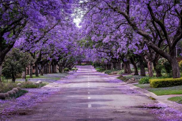 Jacaranda Tree in full bloom a Purple covered street of Jacarandas in full bloom. The trees are covered in the purple petals and some of them have fallen in the road. Jacaranda mimosifolia is a sub-tropical tree native to south-central South America that has been widely planted elsewhere because of its attractive and long-lasting pale indigo flowers. woodland photos stock pictures, royalty-free photos & images